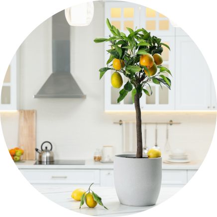 a lemon tree on a white countertop
