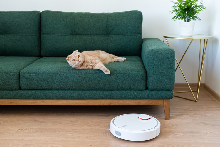 Cleaning like a cat to make progress in your home